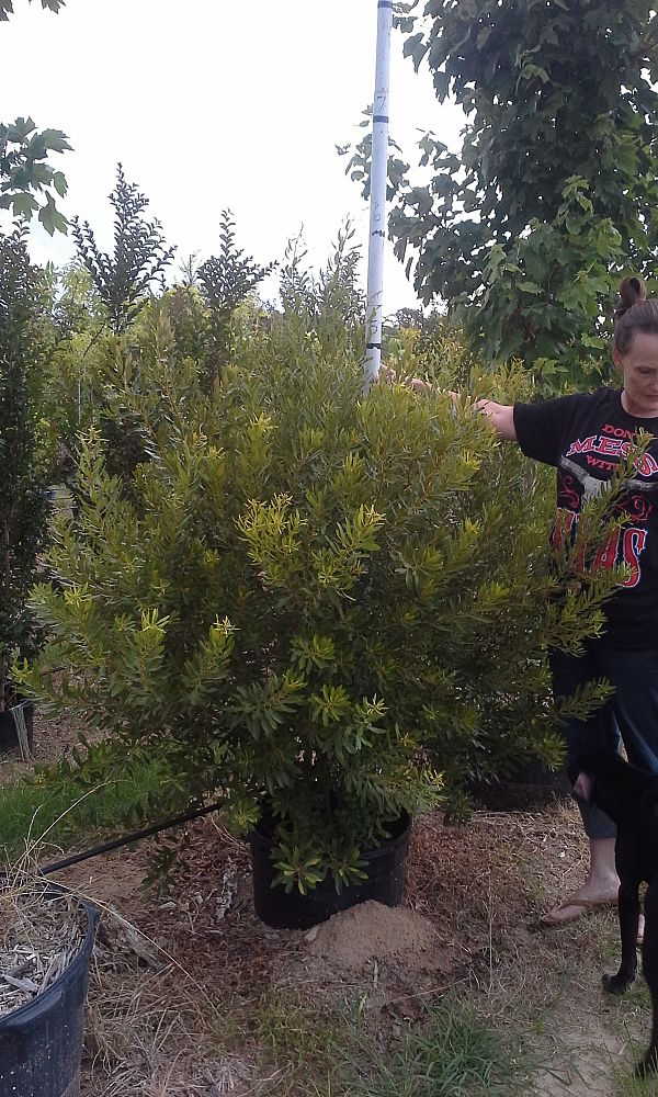 myrica-cerifera-southern-wax-myrtle-southern-bayberry-morella-cerifera