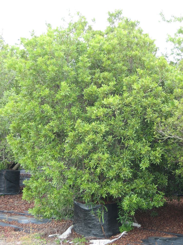 myrica-cerifera-southern-wax-myrtle-southern-bayberry-morella-cerifera