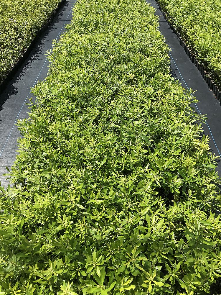 myrica-cerifera-southern-wax-myrtle-southern-bayberry-morella-cerifera