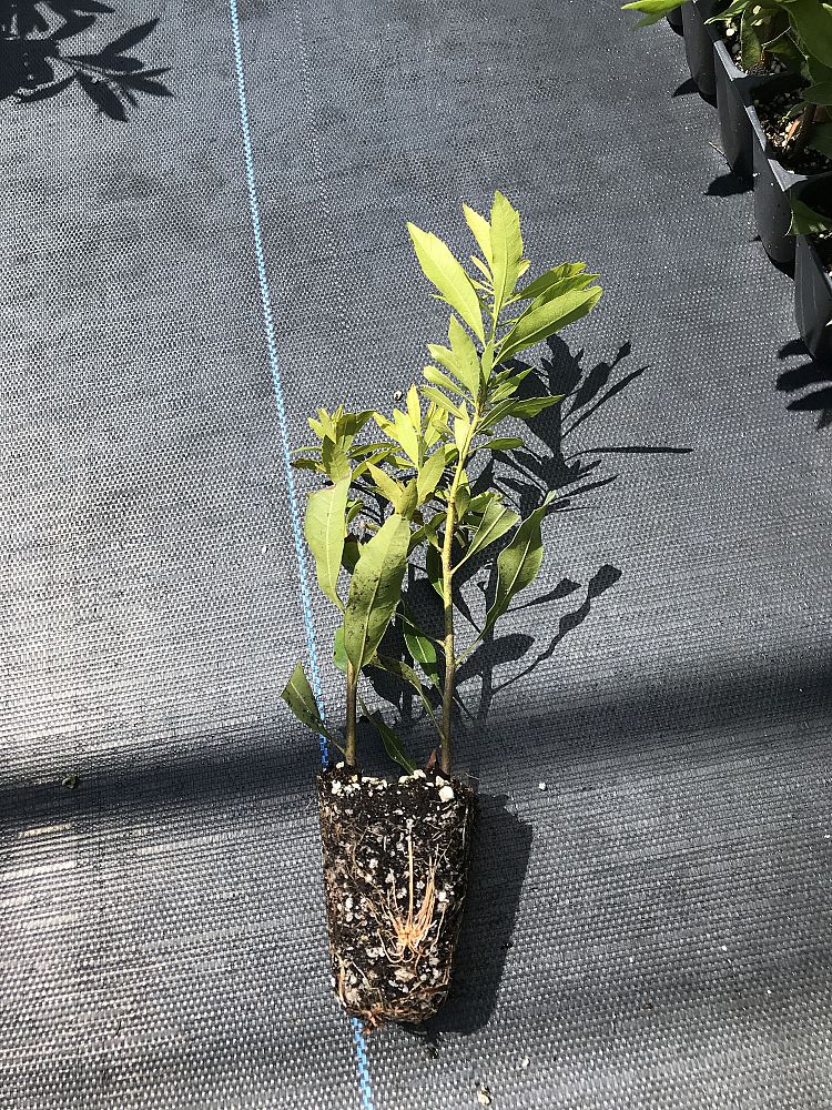 myrica-cerifera-southern-wax-myrtle-southern-bayberry-morella-cerifera