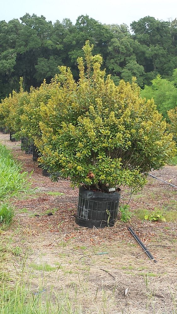 myrica-cerifera-southern-wax-myrtle-southern-bayberry-morella-cerifera
