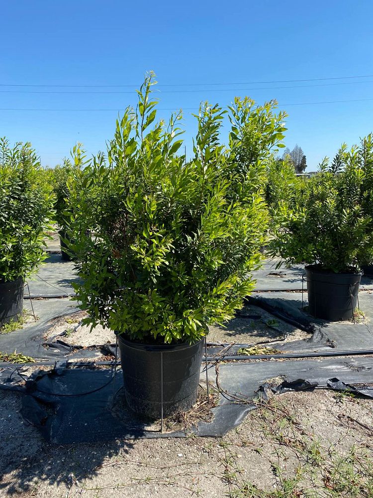 myrica-cerifera-southern-wax-myrtle-southern-bayberry-morella-cerifera