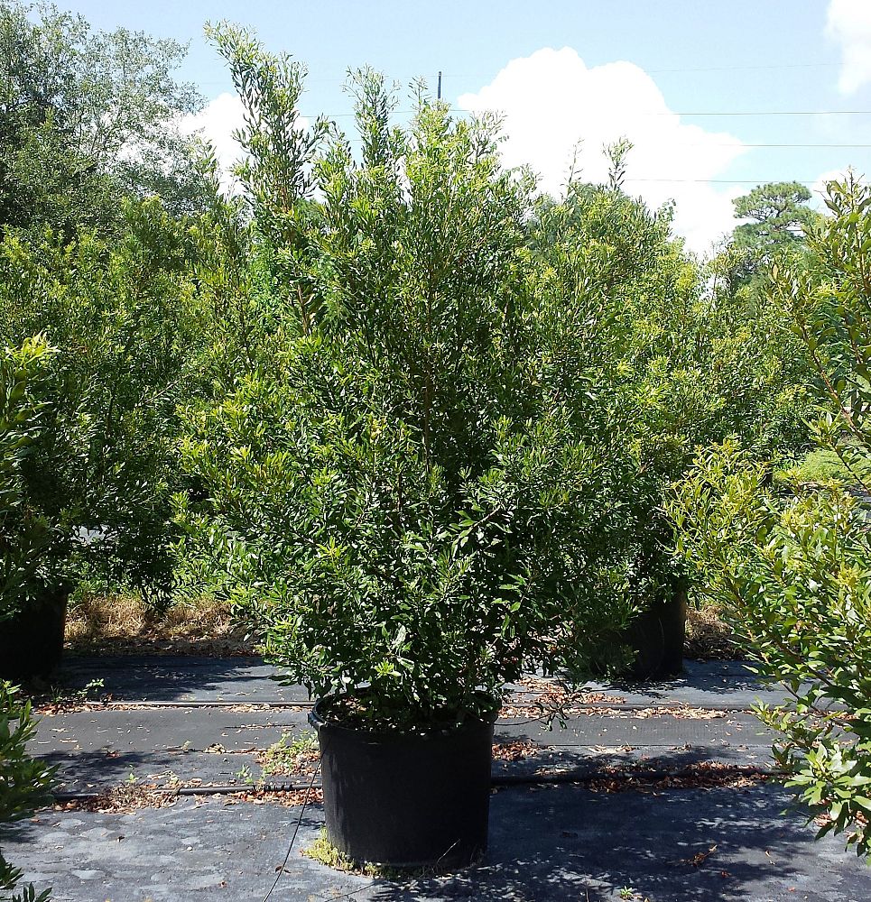 myrica-cerifera-southern-wax-myrtle-southern-bayberry-morella-cerifera