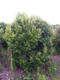 myrica-cerifera-southern-wax-myrtle-southern-bayberry-morella-cerifera