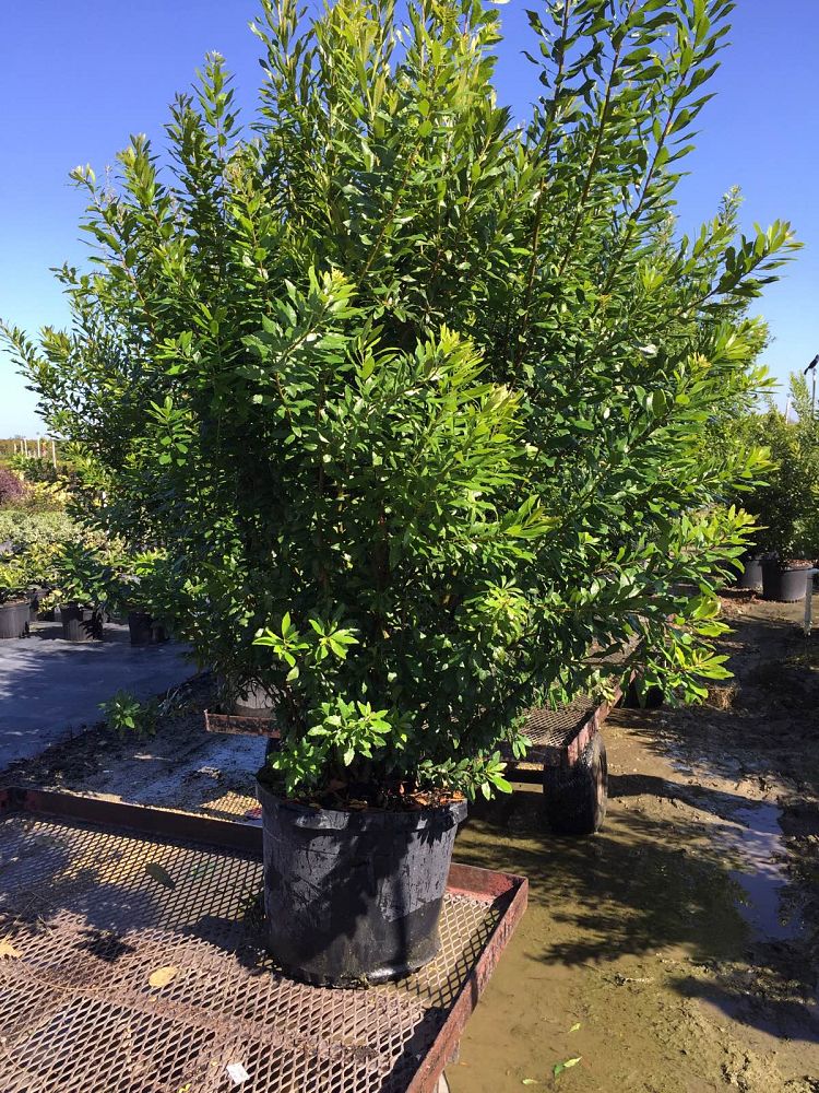 myrica-cerifera-southern-wax-myrtle-southern-bayberry-morella-cerifera