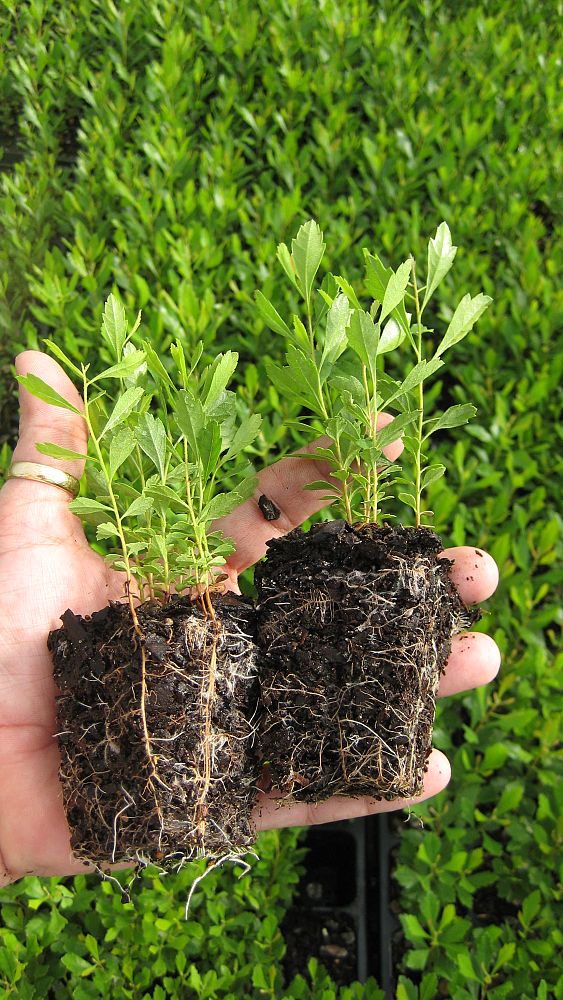 myrica-cerifera-southern-wax-myrtle-southern-bayberry-morella-cerifera