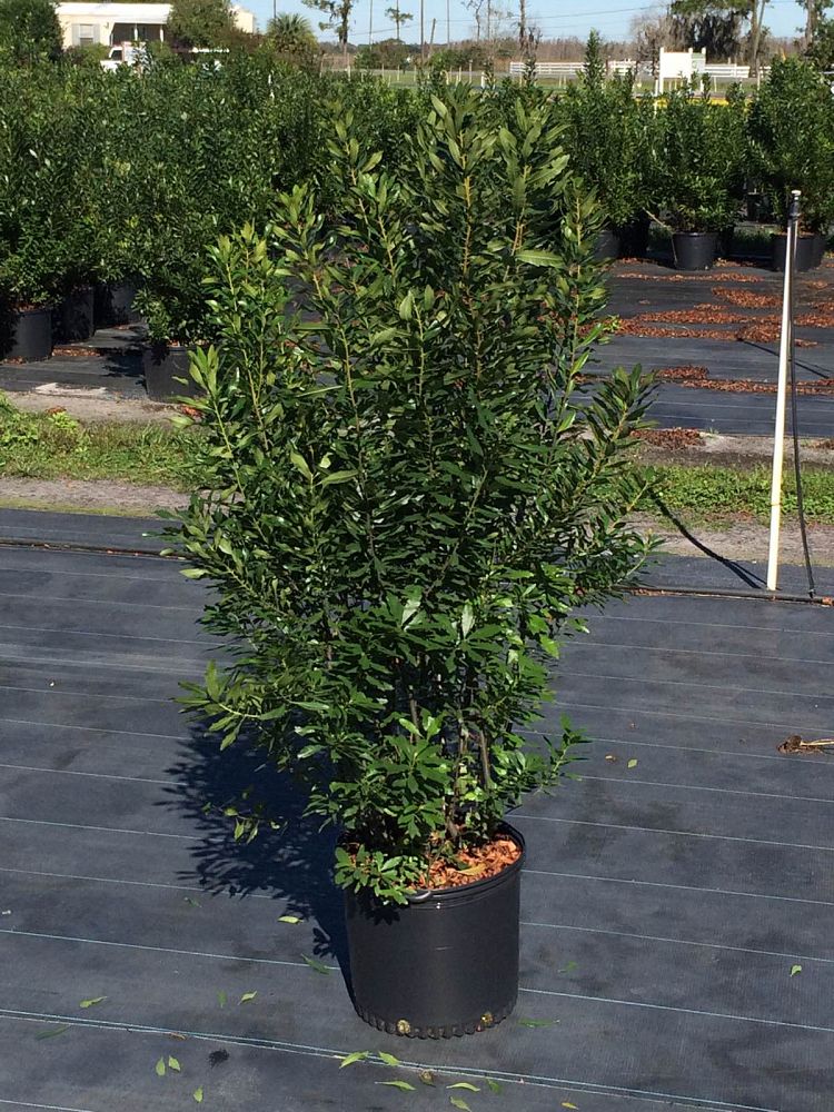 myrica-cerifera-southern-wax-myrtle-southern-bayberry-morella-cerifera