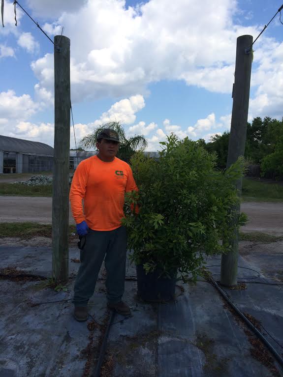 myrica-cerifera-southern-wax-myrtle-southern-bayberry-morella-cerifera