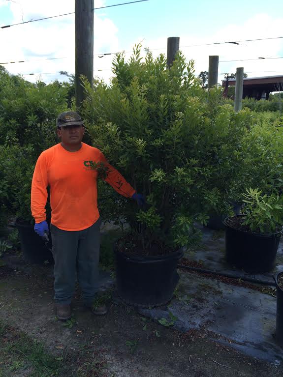 myrica-cerifera-southern-wax-myrtle-southern-bayberry-morella-cerifera