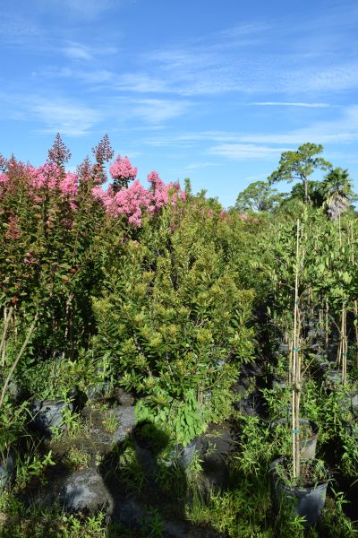 myrica-cerifera-southern-wax-myrtle-southern-bayberry-morella-cerifera