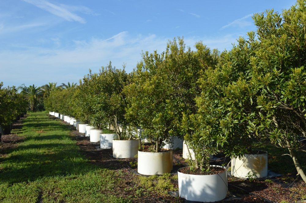 myrica-cerifera-southern-wax-myrtle-southern-bayberry-morella-cerifera