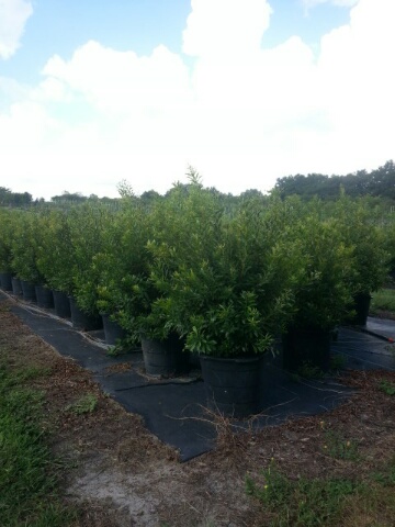 myrica-cerifera-southern-wax-myrtle-southern-bayberry-morella-cerifera