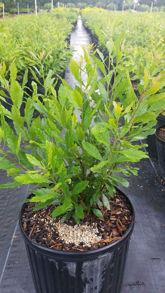 myrica-cerifera-southern-wax-myrtle-southern-bayberry-morella-cerifera