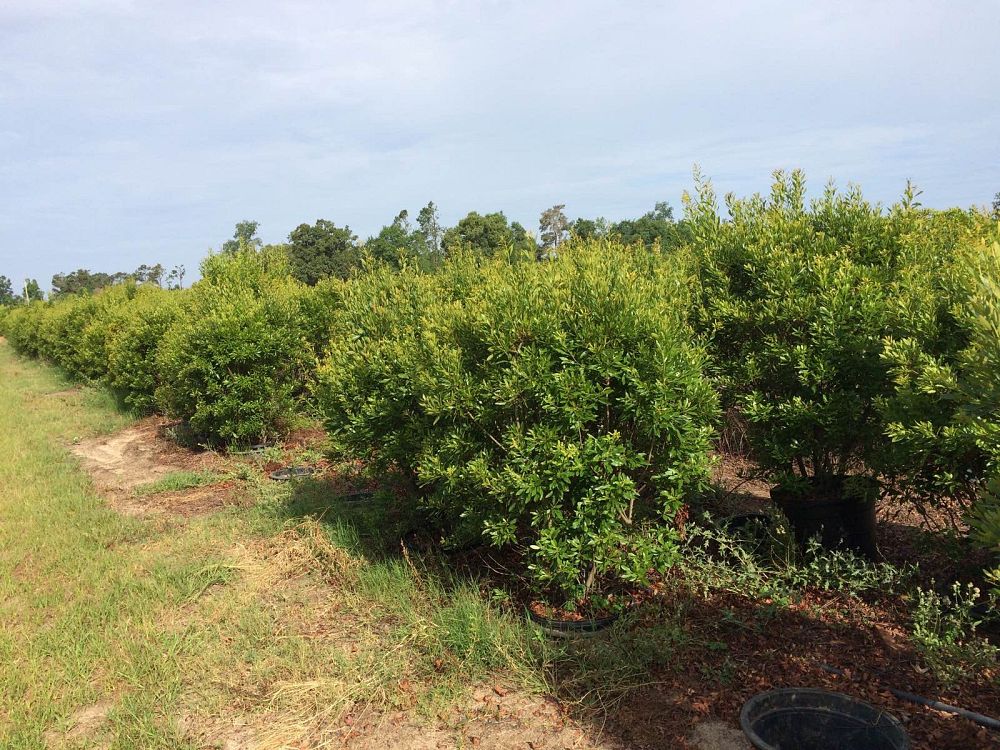 myrica-cerifera-southern-wax-myrtle-southern-bayberry-morella-cerifera