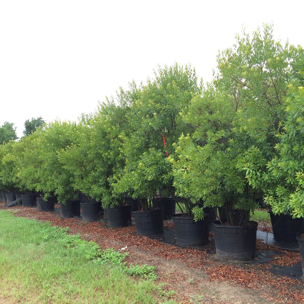 myrica-cerifera-southern-wax-myrtle-southern-bayberry-morella-cerifera