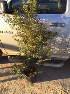 myrica-cerifera-southern-wax-myrtle-southern-bayberry-morella-cerifera