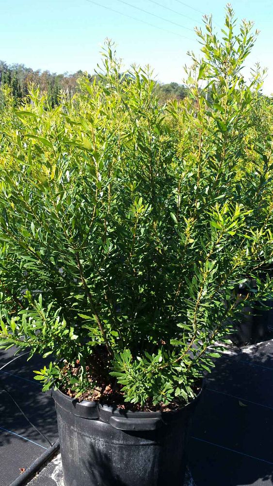 myrica-cerifera-southern-wax-myrtle-southern-bayberry-morella-cerifera