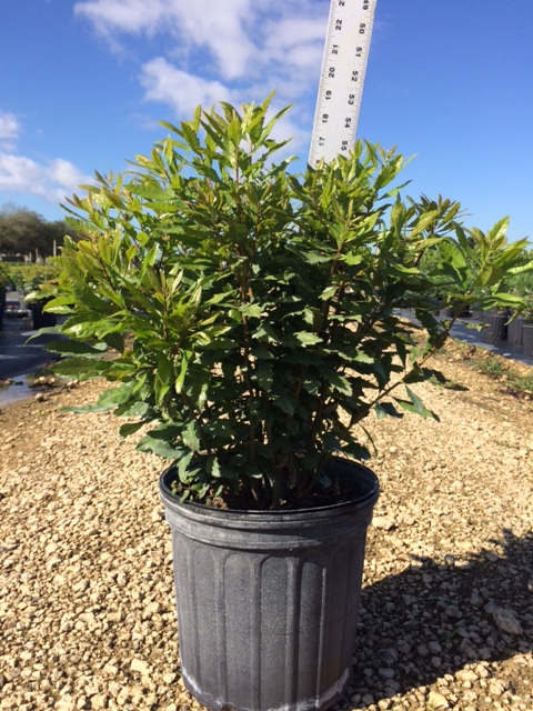 myrica-cerifera-southern-wax-myrtle-southern-bayberry-morella-cerifera