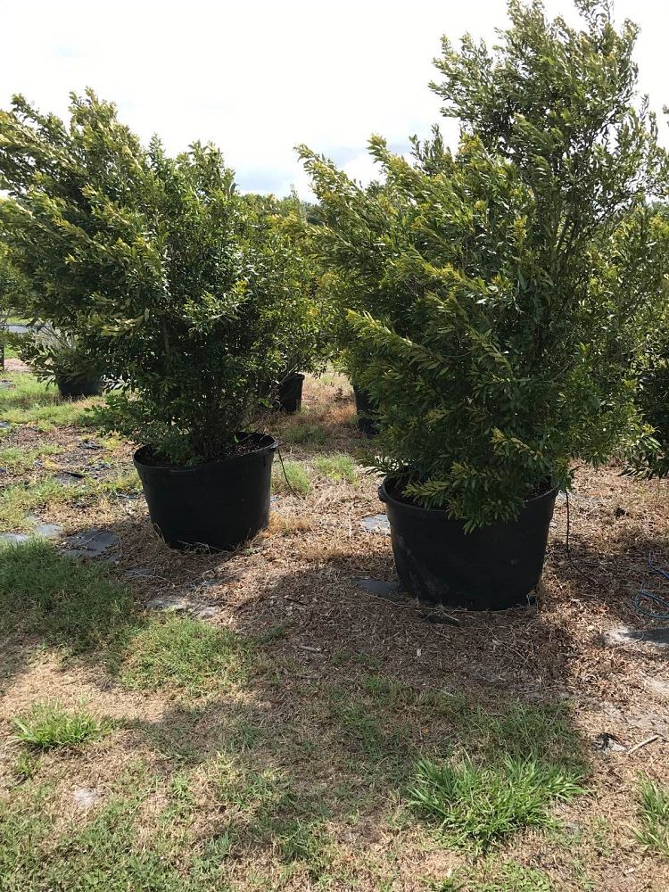 myrica-cerifera-southern-wax-myrtle-southern-bayberry-morella-cerifera