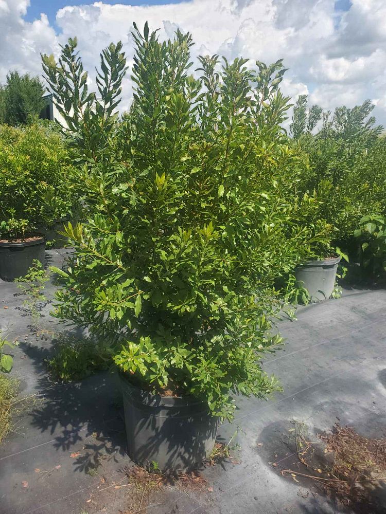 myrica-cerifera-southern-wax-myrtle-southern-bayberry-morella-cerifera