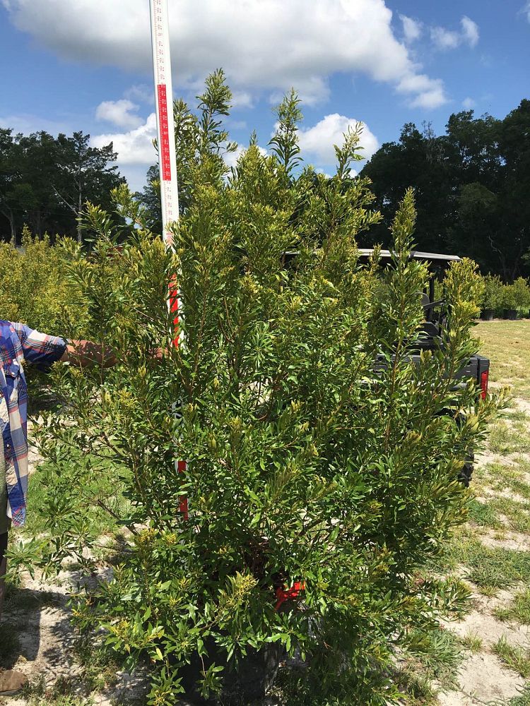 myrica-cerifera-southern-wax-myrtle-southern-bayberry-morella-cerifera