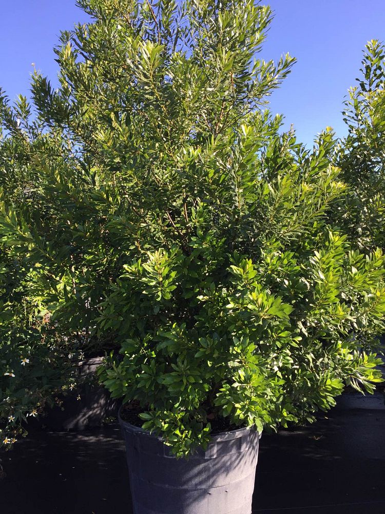 myrica-cerifera-southern-wax-myrtle-southern-bayberry-morella-cerifera