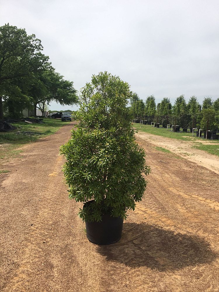 myrica-cerifera-southern-wax-myrtle-southern-bayberry-morella-cerifera