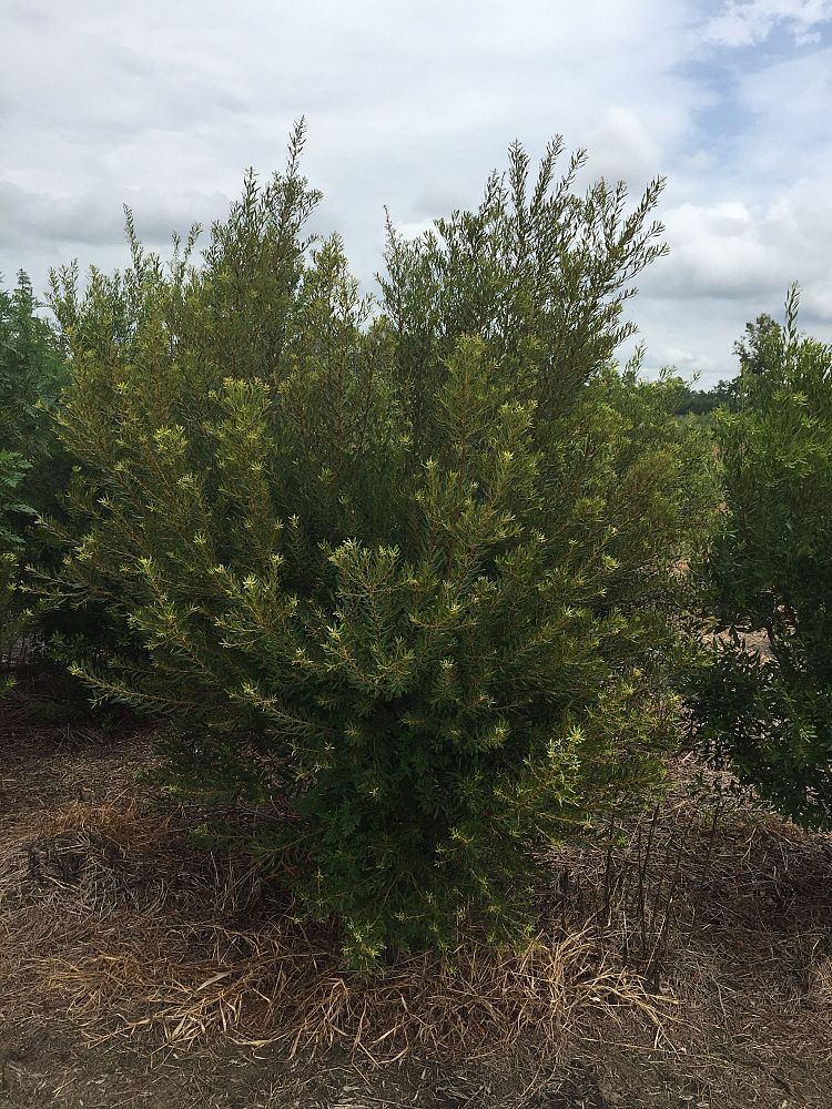 myrica-cerifera-southern-wax-myrtle-southern-bayberry-morella-cerifera
