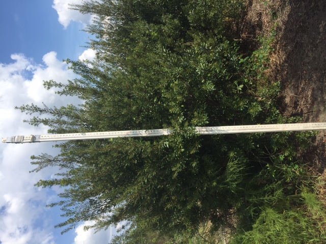 myrica-cerifera-southern-wax-myrtle-southern-bayberry-morella-cerifera