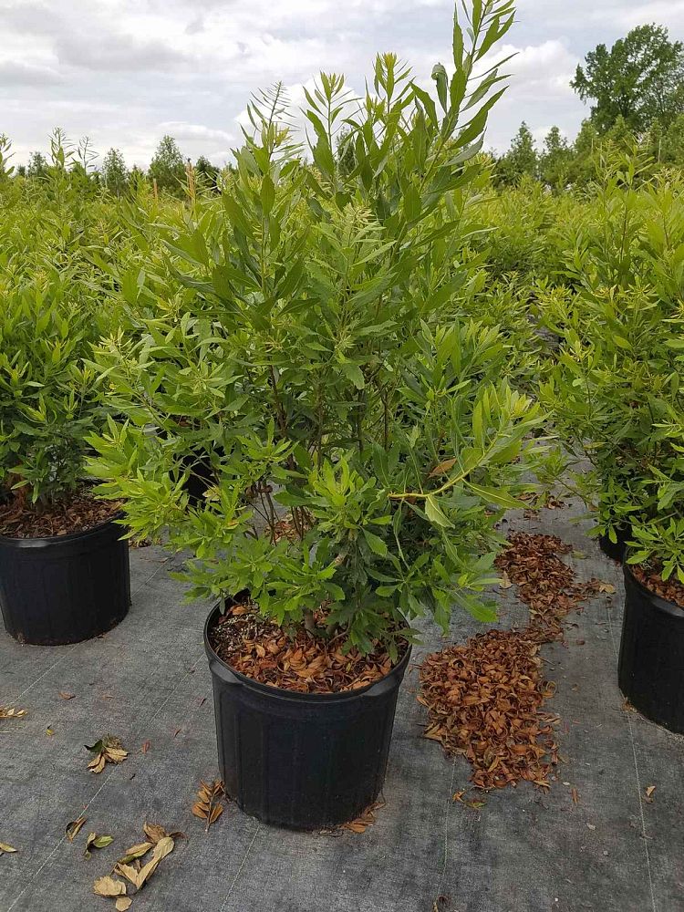 myrica-cerifera-southern-wax-myrtle-southern-bayberry-morella-cerifera