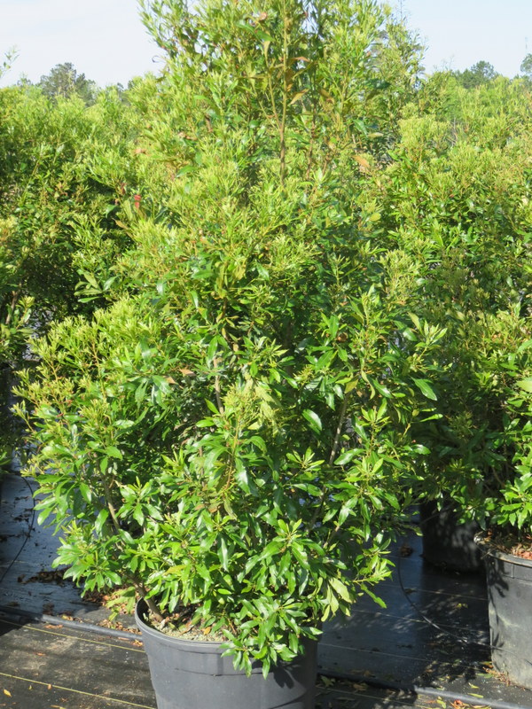 myrica-cerifera-southern-wax-myrtle-southern-bayberry-morella-cerifera