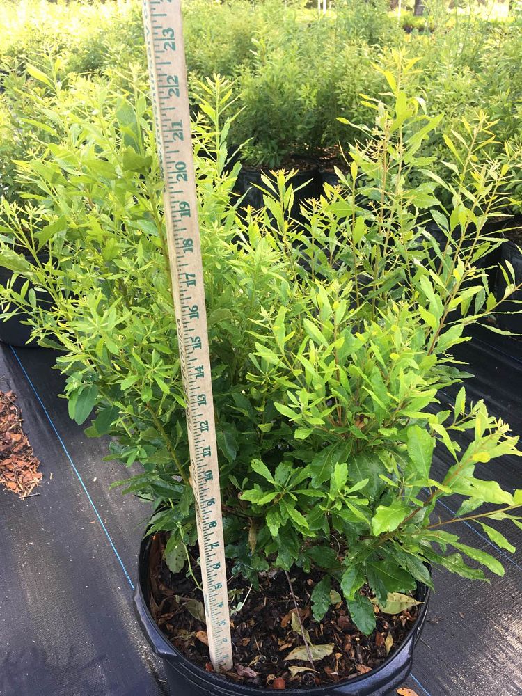 myrica-cerifera-southern-wax-myrtle-southern-bayberry-morella-cerifera