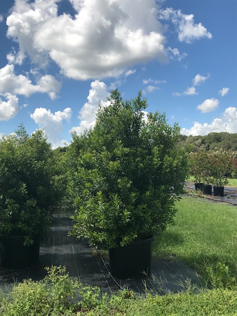 myrica-cerifera-southern-wax-myrtle-southern-bayberry-morella-cerifera