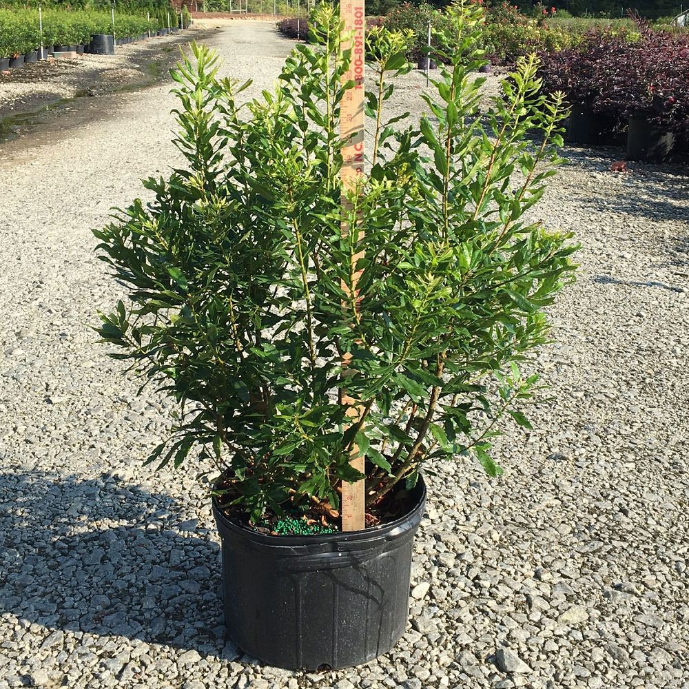 myrica-cerifera-southern-wax-myrtle-southern-bayberry-morella-cerifera