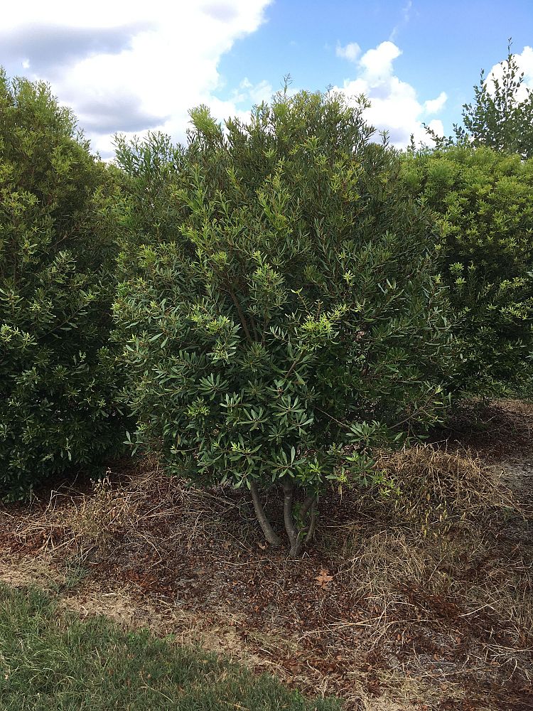 myrica-cerifera-southern-wax-myrtle-southern-bayberry-morella-cerifera