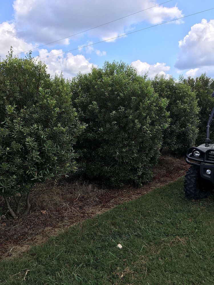 myrica-cerifera-southern-wax-myrtle-southern-bayberry-morella-cerifera