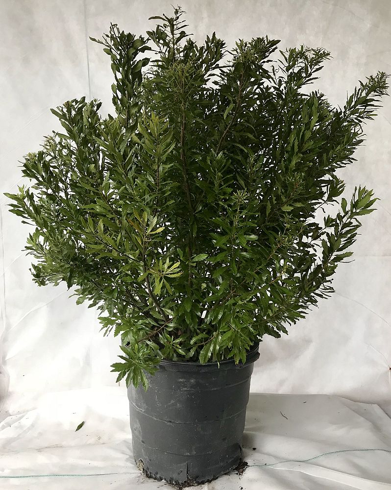 myrica-cerifera-southern-wax-myrtle-southern-bayberry-morella-cerifera
