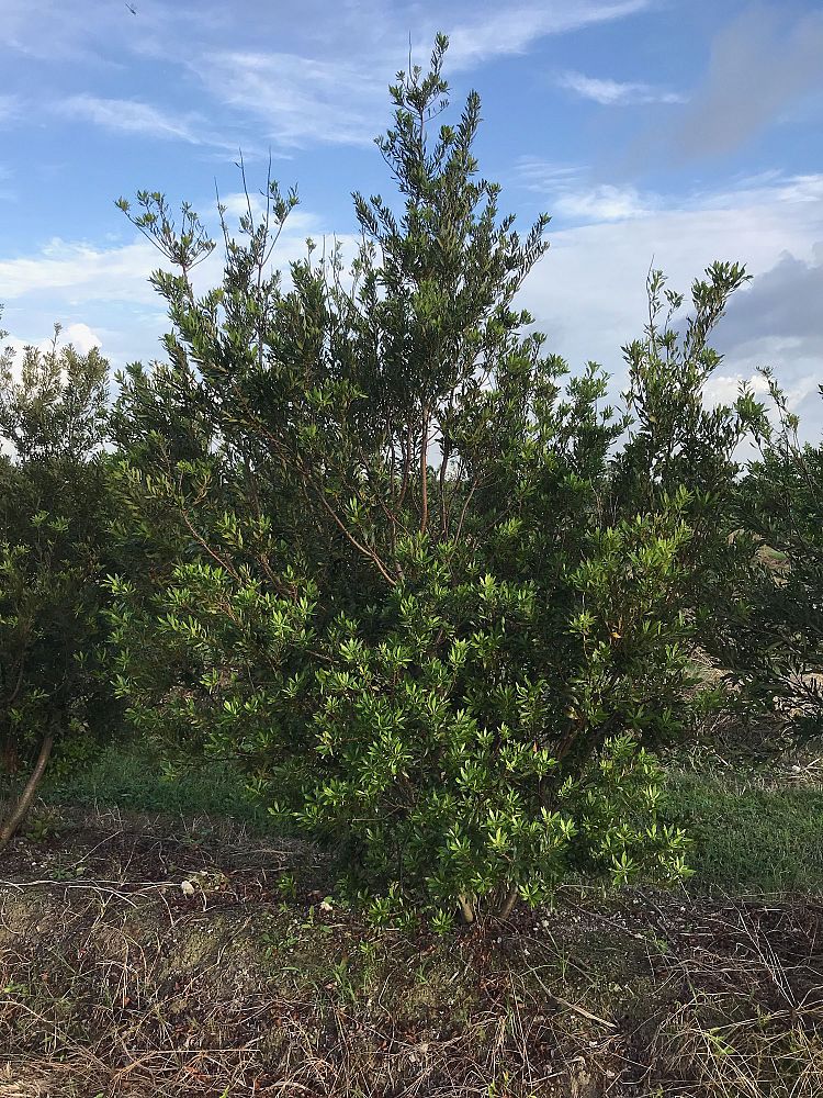 myrica-cerifera-southern-wax-myrtle-southern-bayberry-morella-cerifera