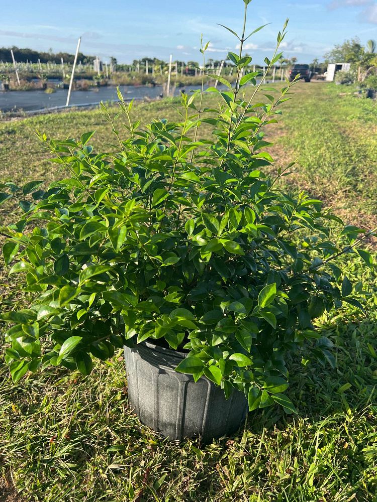 myrica-cerifera-southern-wax-myrtle-southern-bayberry-morella-cerifera