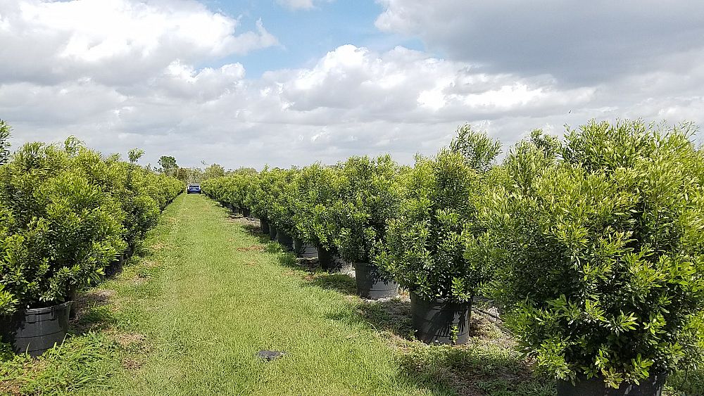myrica-cerifera-southern-wax-myrtle-southern-bayberry-morella-cerifera