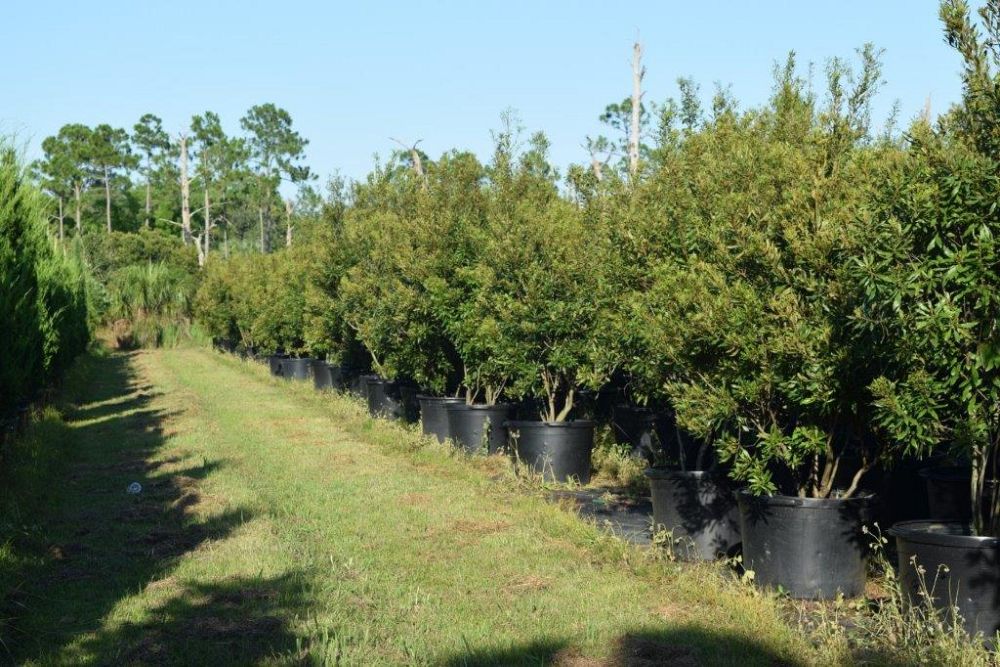 myrica-cerifera-southern-wax-myrtle-southern-bayberry-morella-cerifera