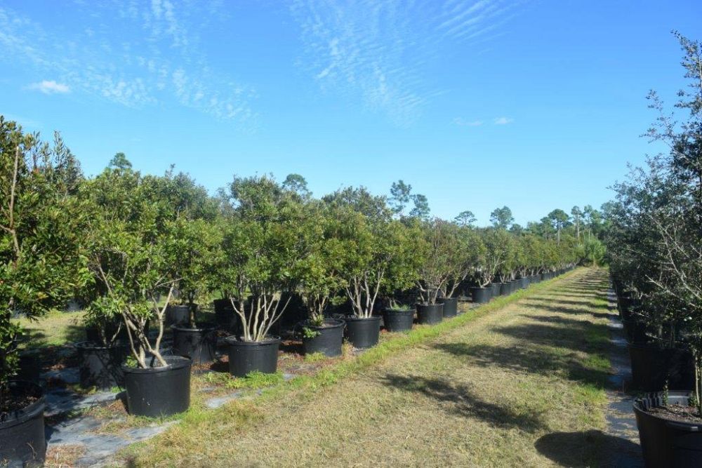 myrica-cerifera-southern-wax-myrtle-southern-bayberry-morella-cerifera