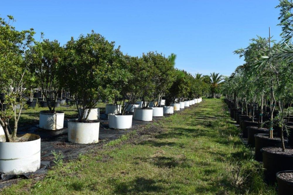 myrica-cerifera-southern-wax-myrtle-southern-bayberry-morella-cerifera