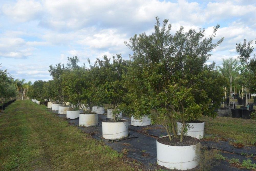 myrica-cerifera-southern-wax-myrtle-southern-bayberry-morella-cerifera