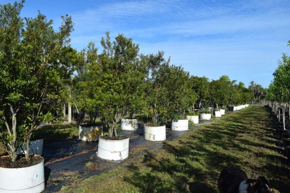 myrica-cerifera-southern-wax-myrtle-southern-bayberry-morella-cerifera