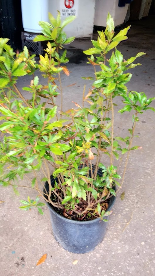myrica-cerifera-southern-wax-myrtle-southern-bayberry-morella-cerifera
