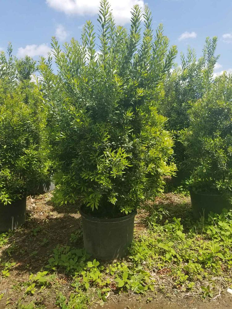 myrica-cerifera-southern-wax-myrtle-southern-bayberry-morella-cerifera