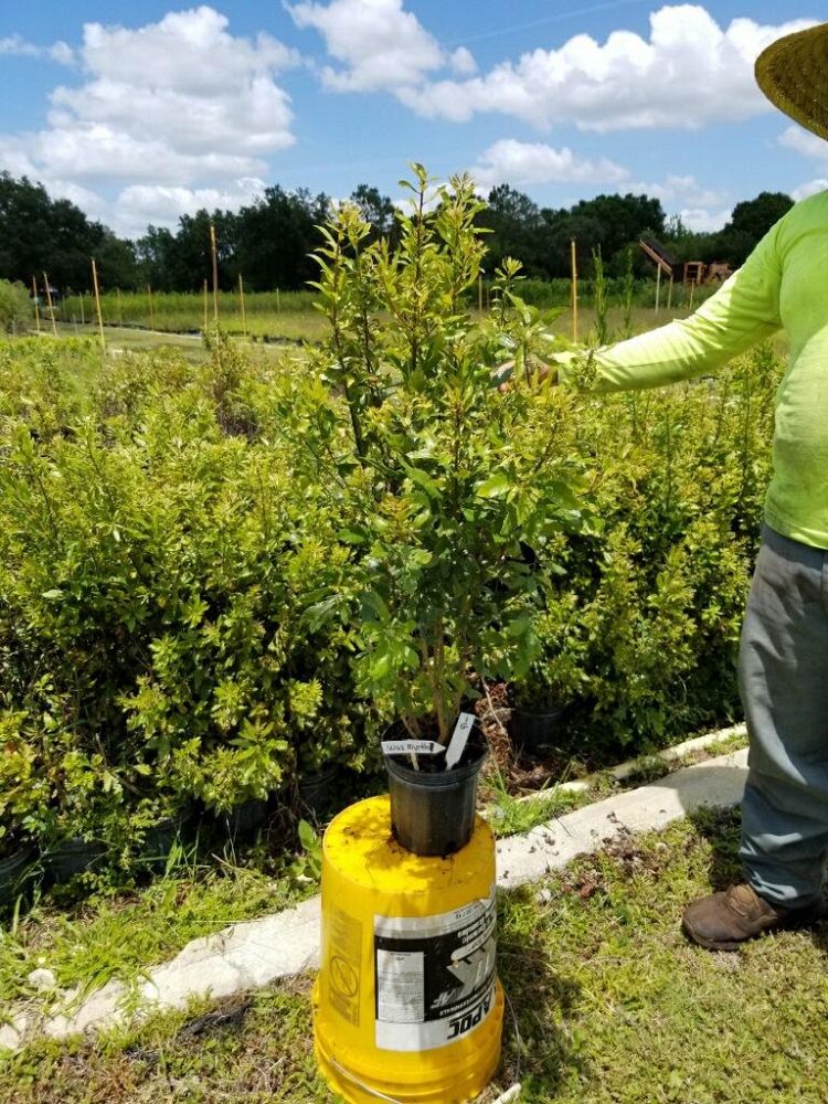 myrica-cerifera-southern-wax-myrtle-southern-bayberry-morella-cerifera