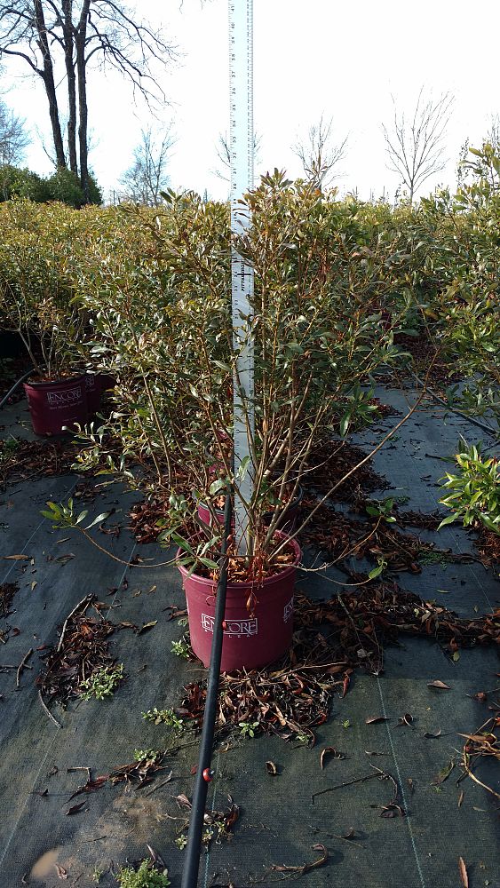 myrica-cerifera-southern-wax-myrtle-southern-bayberry-morella-cerifera