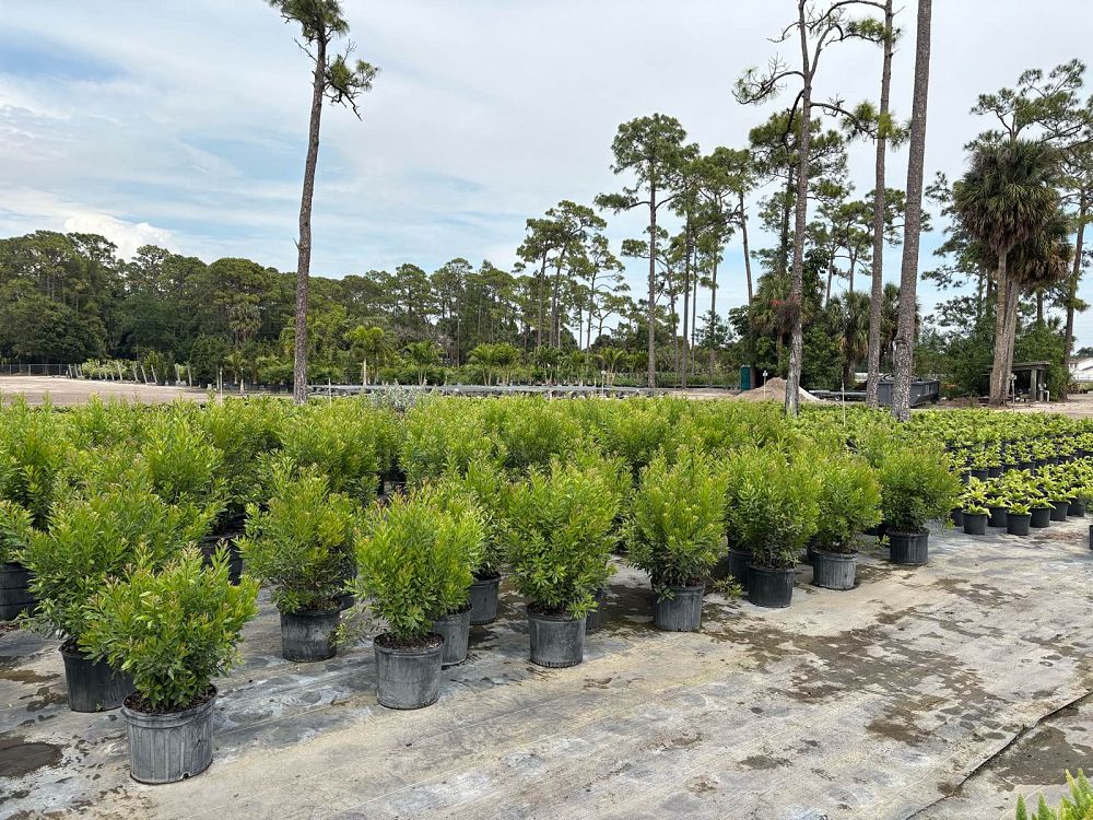 myrica-cerifera-southern-wax-myrtle-southern-bayberry-morella-cerifera